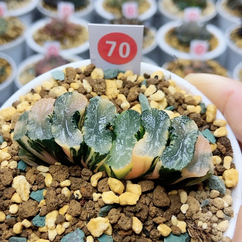 【闪购商品】70广重锦