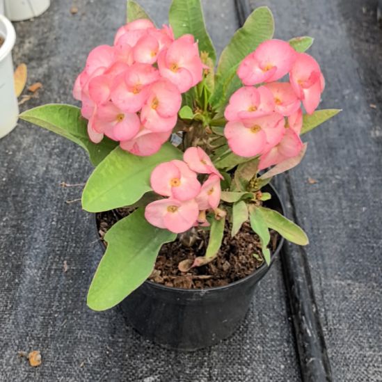 L***u完全开放斑点布兰直播间一物一拍