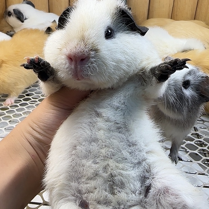 豚鼠纯白美泰弟弟