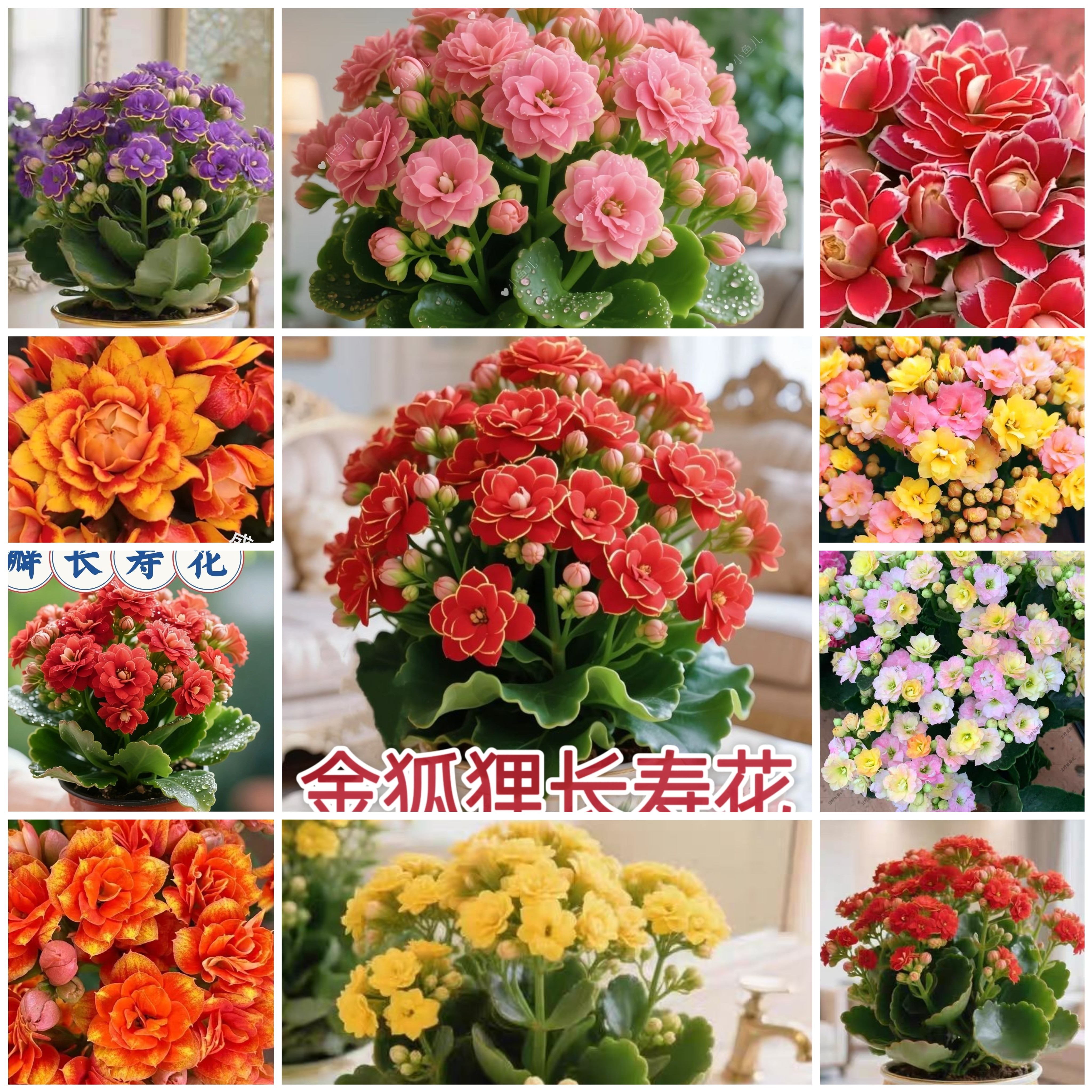【稀有长寿花】金狐狸盆栽大花重瓣四季开花带花苞室内外花卉直销