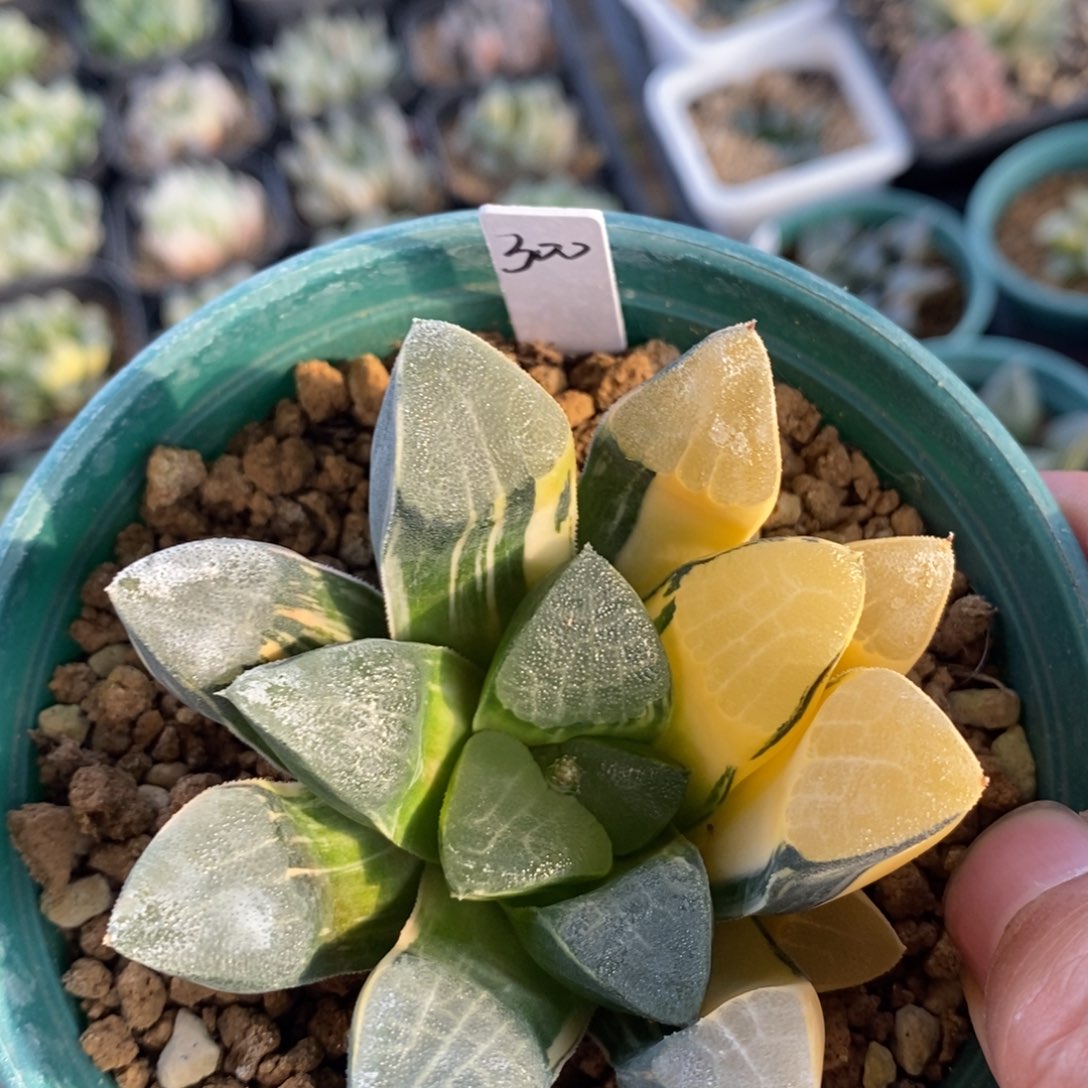 一颗实生克锦 新年福利