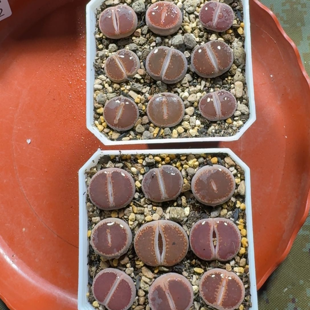 2202。两盒比利时Ko 带盆土