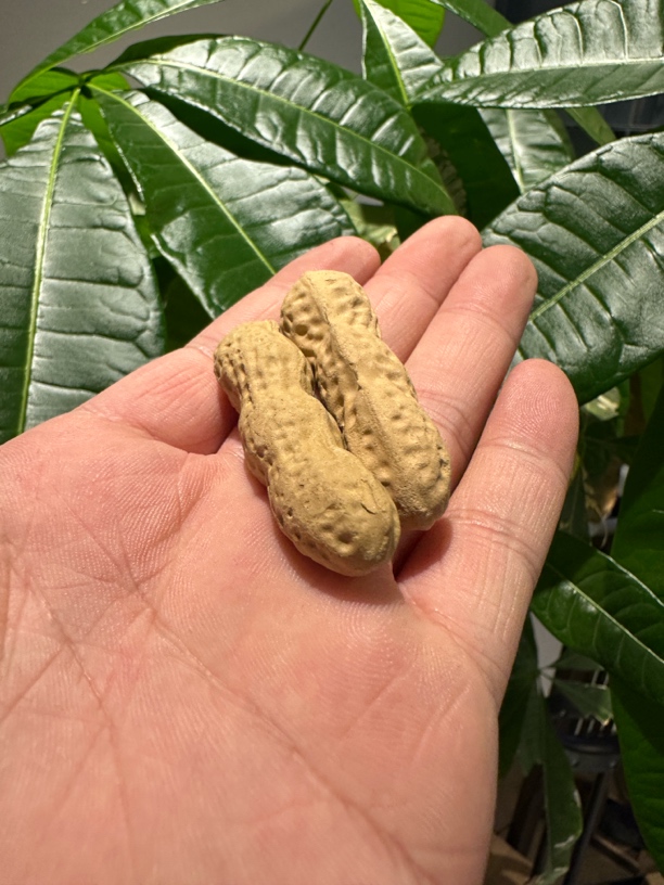 紫砂杯壶刻绘专拍