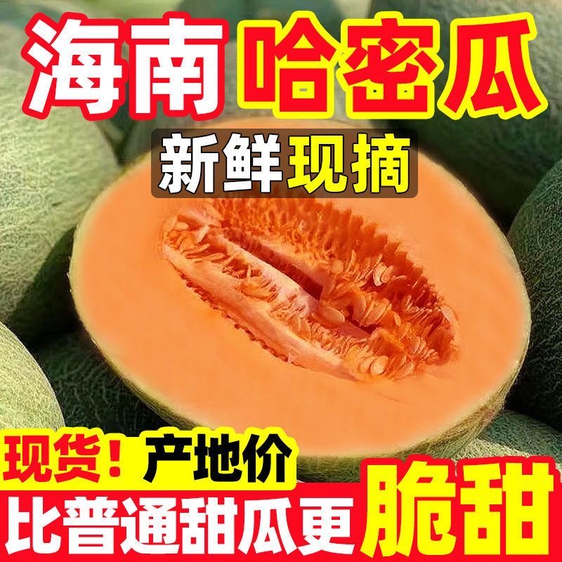 海南哈密瓜新鲜应季脆甜多汁当季甜瓜AN
