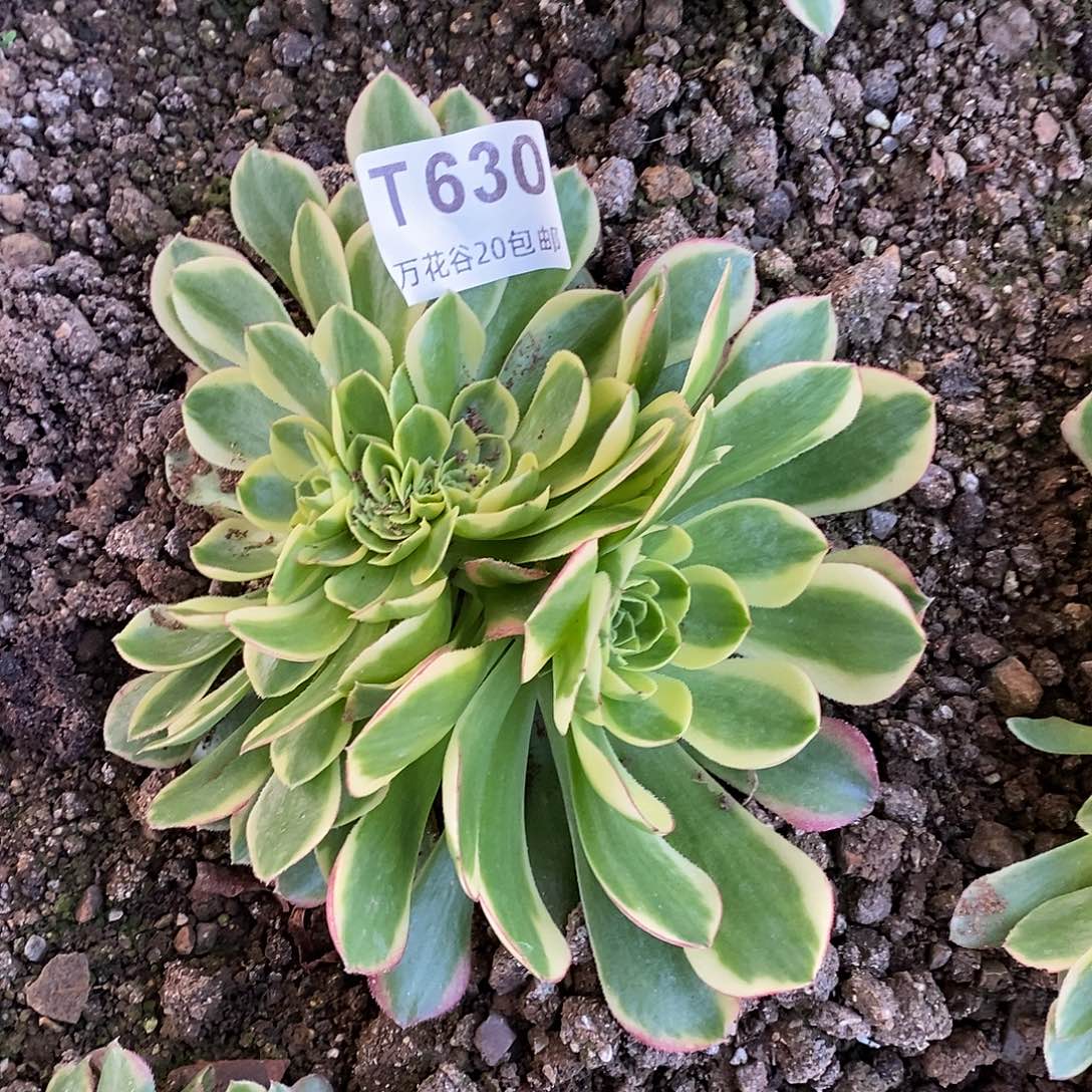 630奶白缀多肉植物