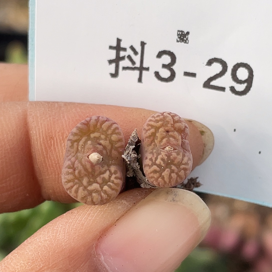 3-29鸟哈尼多肉植物