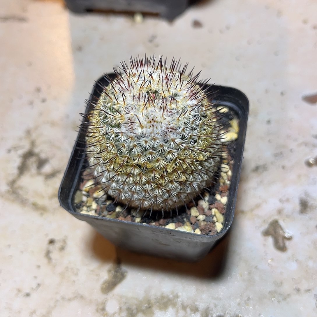 直刺佩雷一物一拍