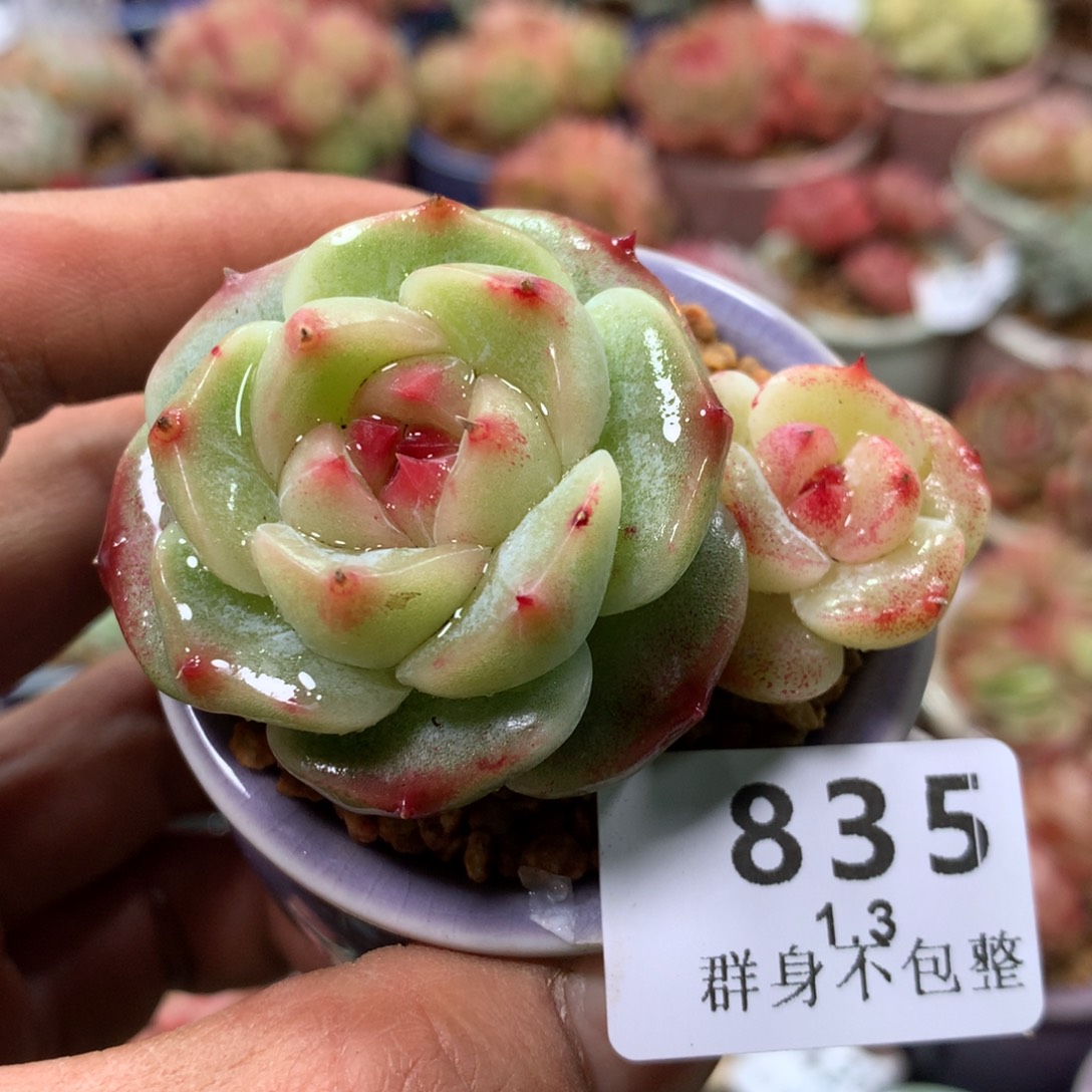 精控拇指盆1.3835