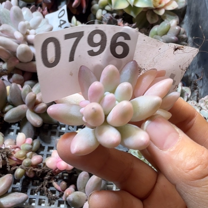 颖儿手指头盖锦多肉植物满18包邮当场凑单