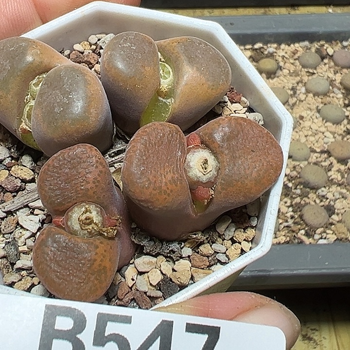 547号开播福利风铃一盆