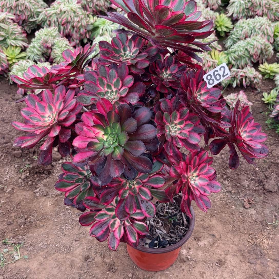 862丽娜法师优选多肉