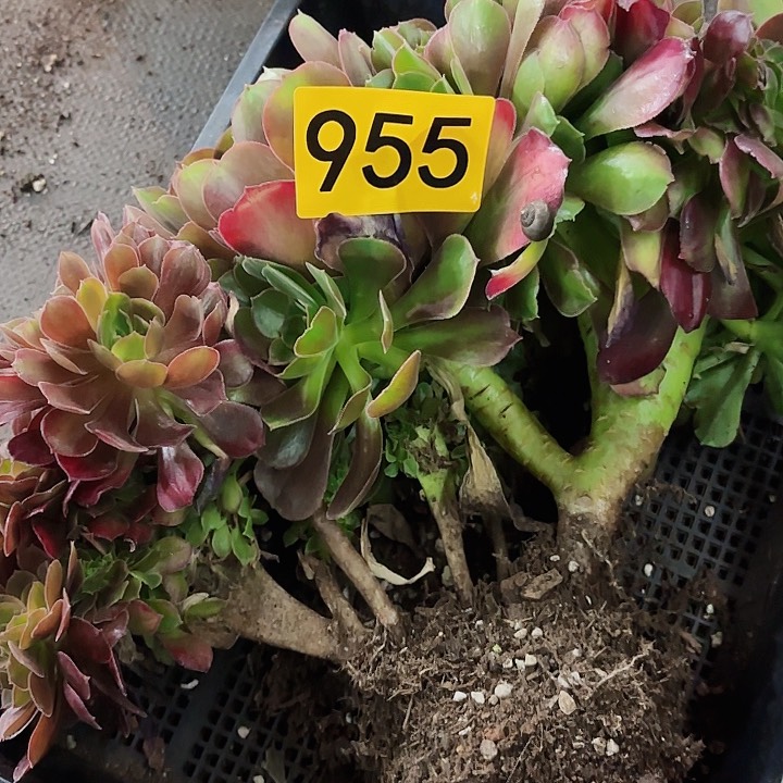 多肉植物福利955