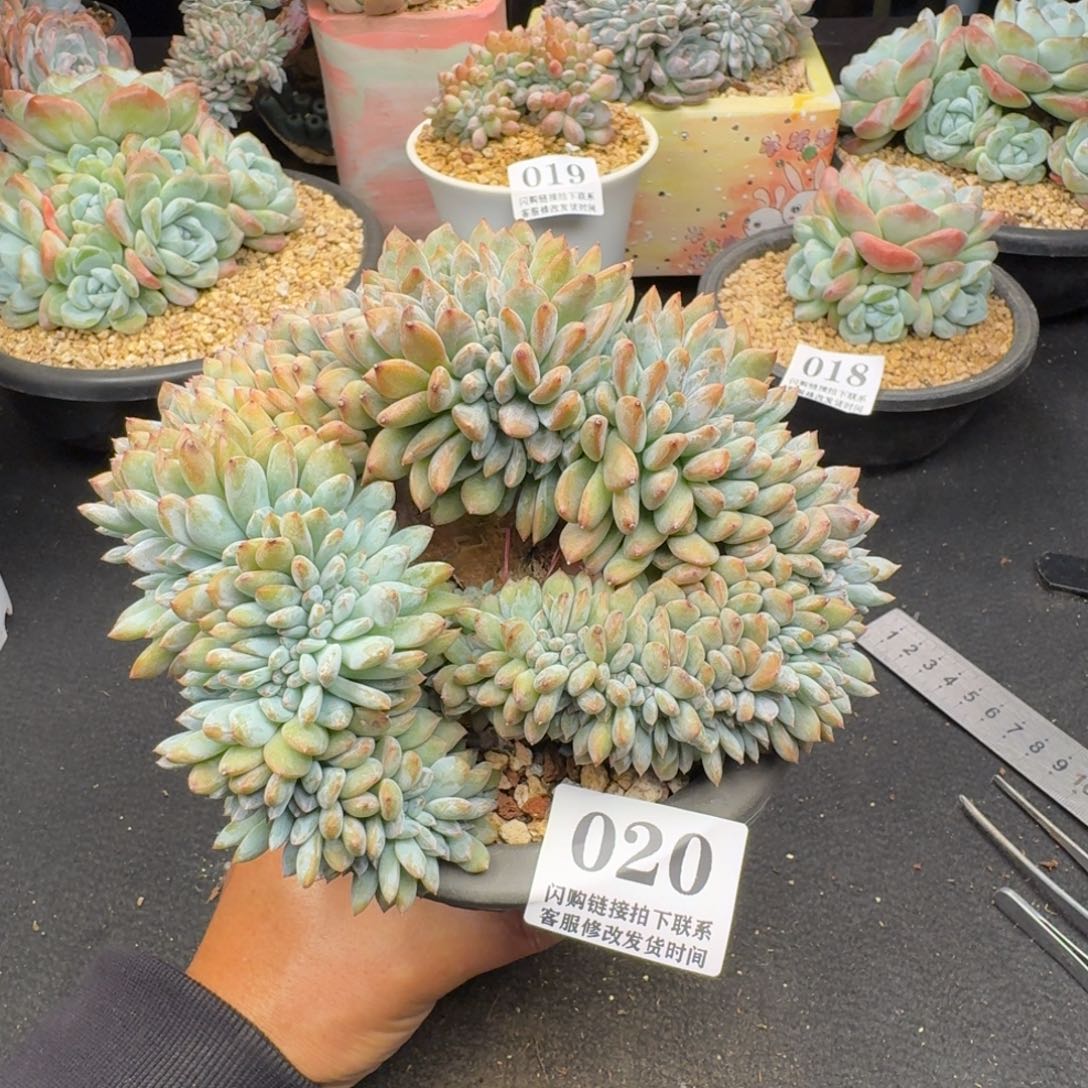 原***点020星影缀化（有侧切）16-17cm左右