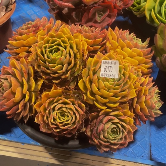 孙*娘贝拉60170多肉