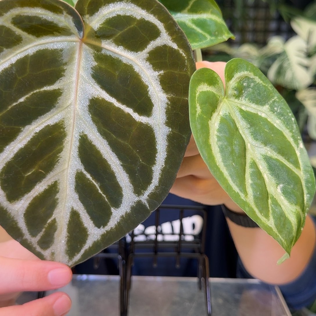 完全开放G197  粉铜