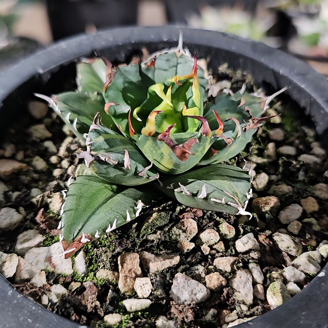 姬仁   圣诞7折后价