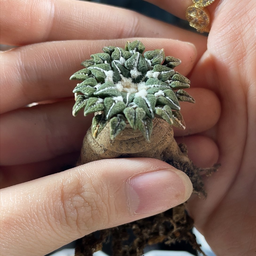 3cm实生馒头姬牡丹萝卜根