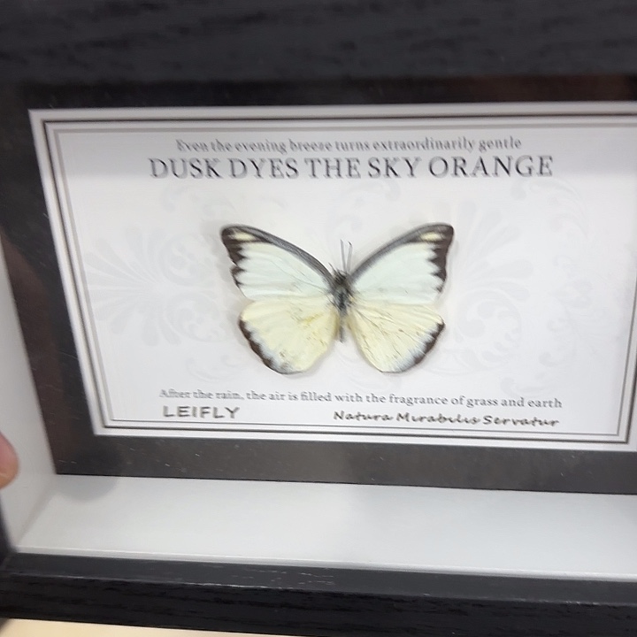 捣****蝴蝶标本定制698@