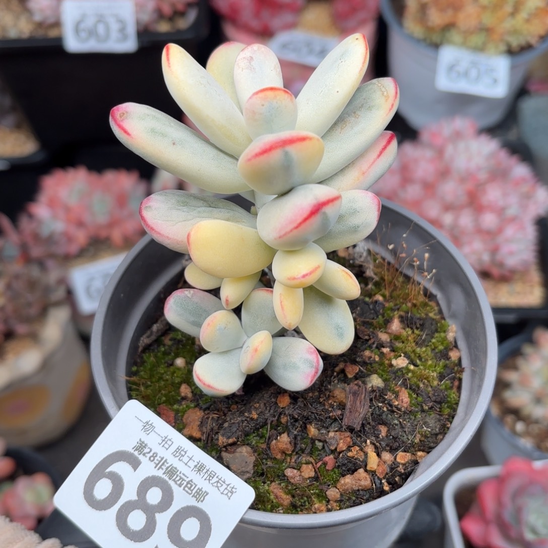 乒乓福娘锦无盆土发货