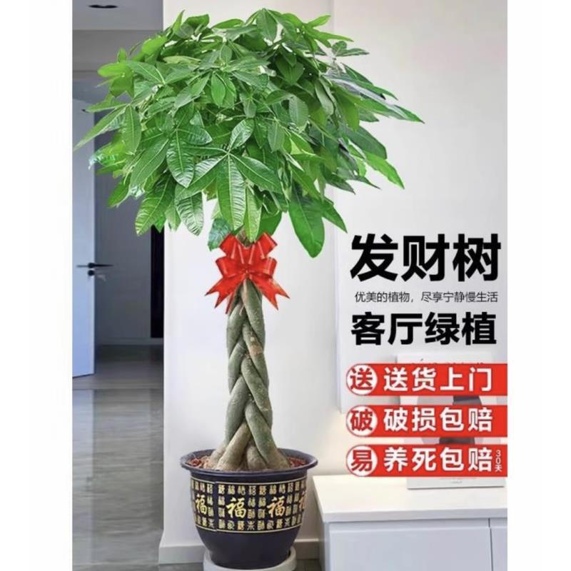 【送货上门】1.5-1.6米辫子发财树客厅办公室室内外绿植盆栽植物