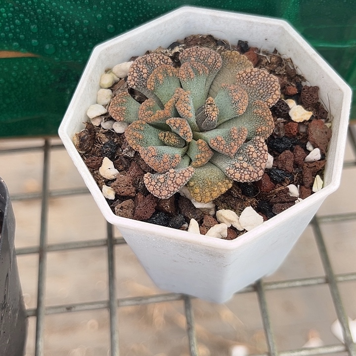 ₍***米天女 我也不知道我为什么要