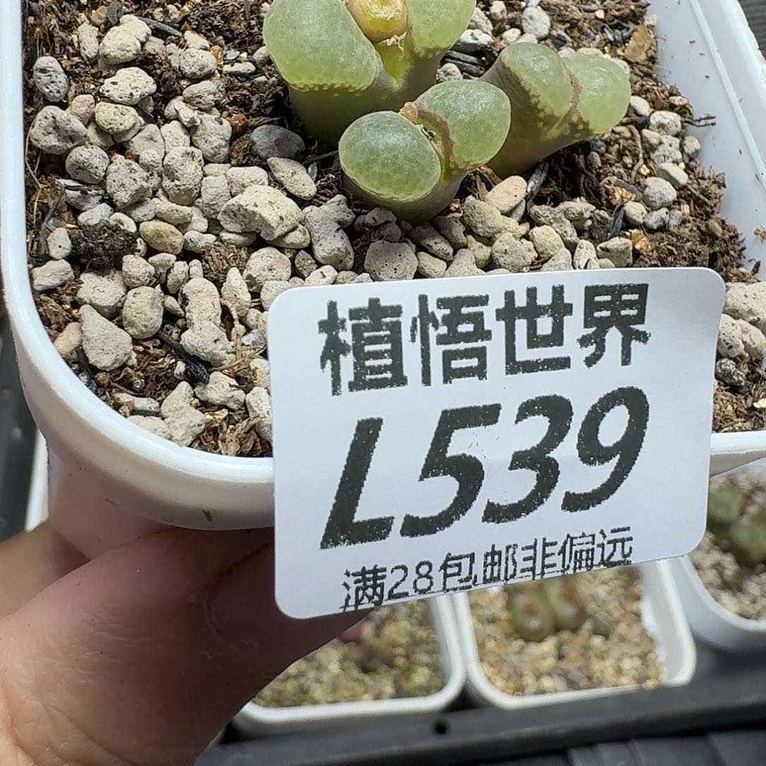 多肉植物的人生fgh