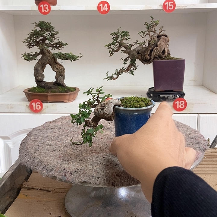 小****无花朵榆树盆景造型独特