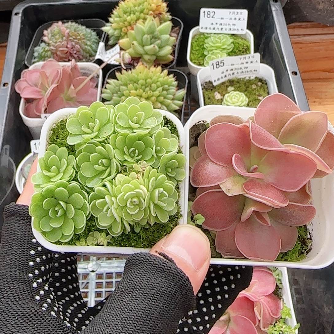 牛***牛多肉0703-187找客服备注延长时间发货有点湿