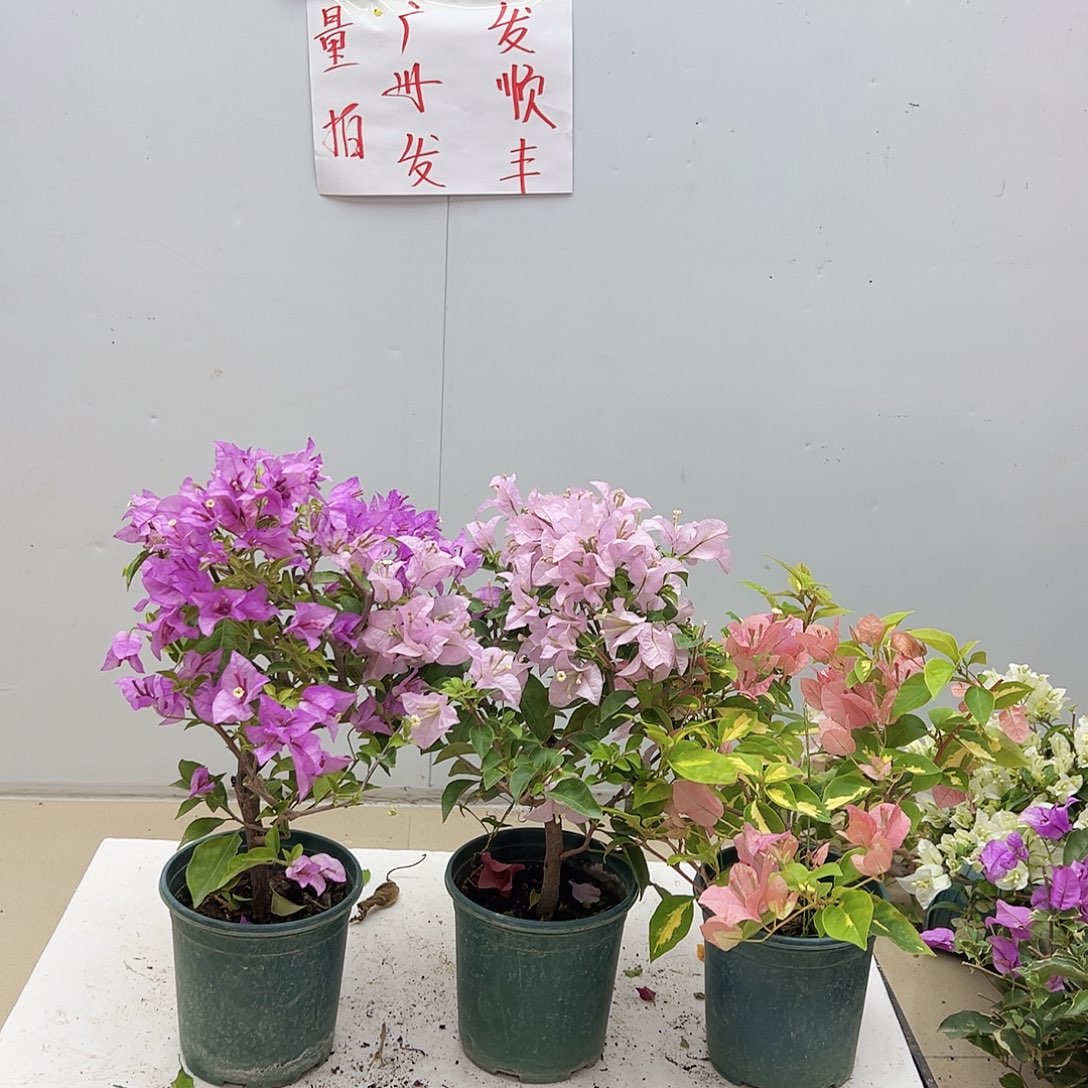 大部分花苞少量开放雪紫，苹果花，金心橙白