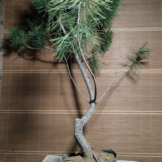 光***客无花朵老盆口黑松盆景造型马尾松