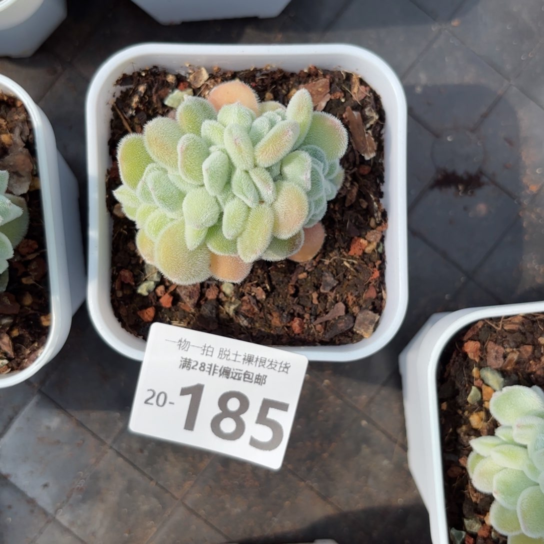 雪晃星缀化一物一拍