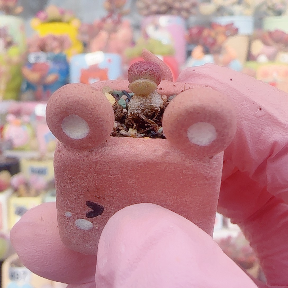 L 迷你艾薇 盆口2cm