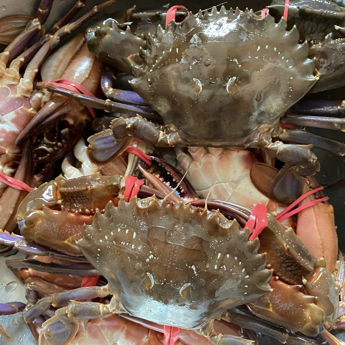 【保鲜不保活】 田横岛近海海捕野生  花盖蟹