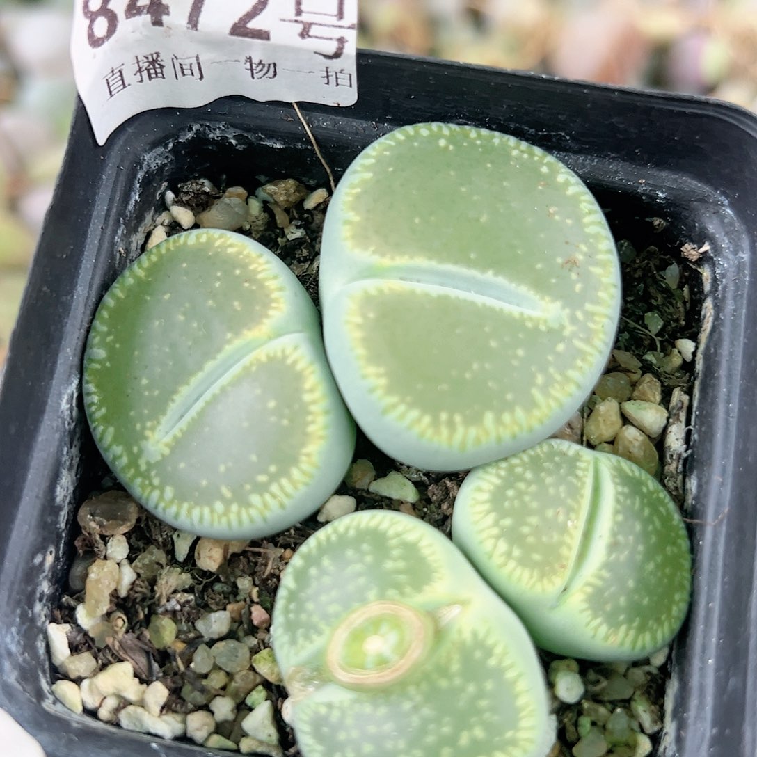 8472 好养易活生石花大母本两颗双头