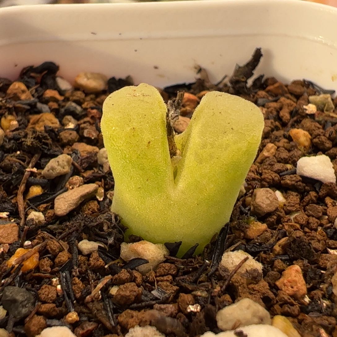 022多肉植物组合