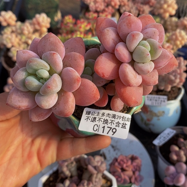 樱花洛神6cm179多肉植物