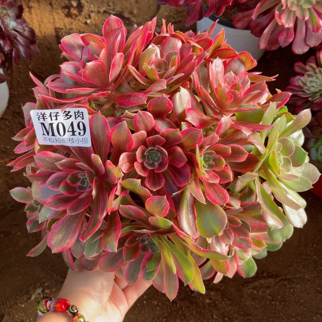 049浣纱 冠幅35左右