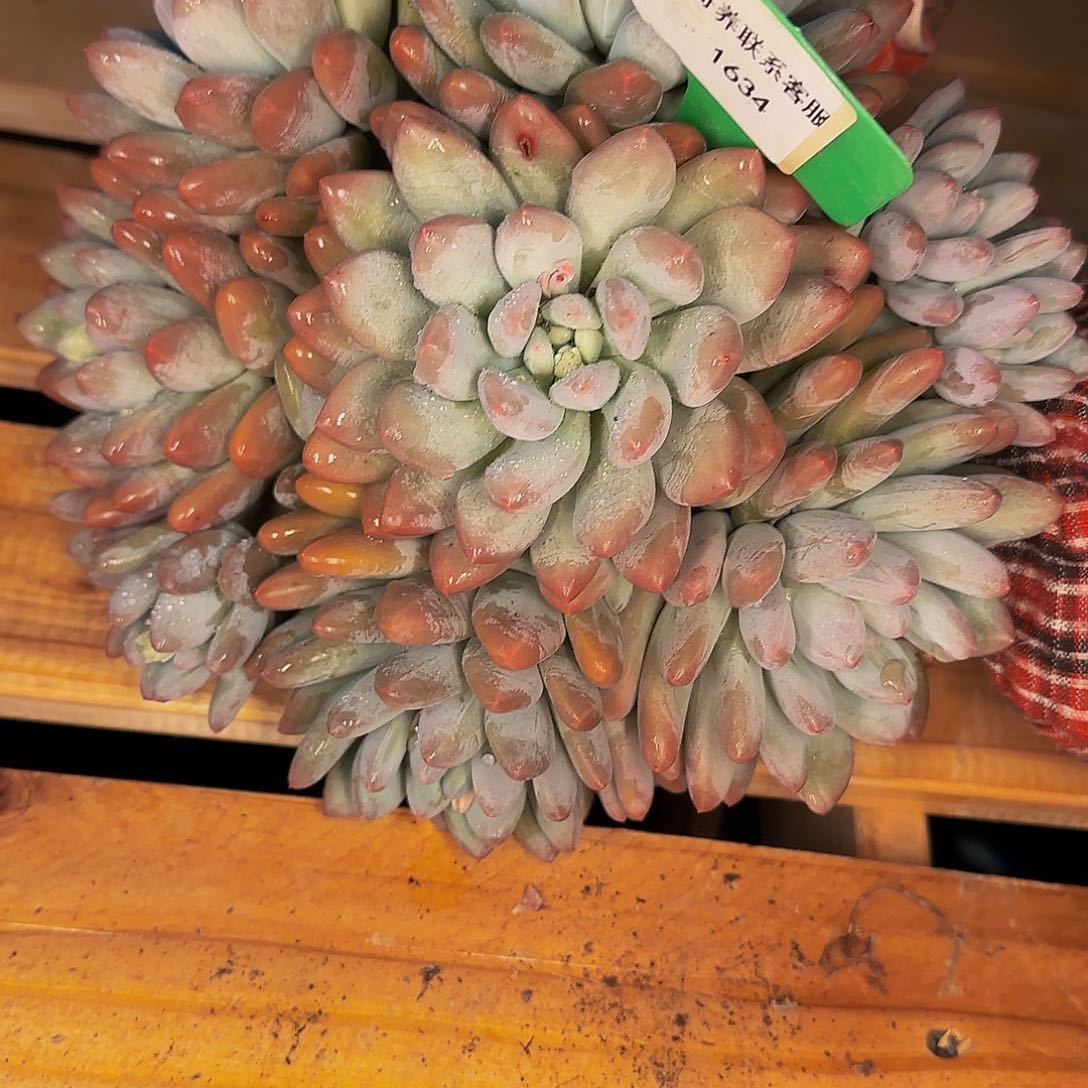 女*1634不哈怕他爸爸啊