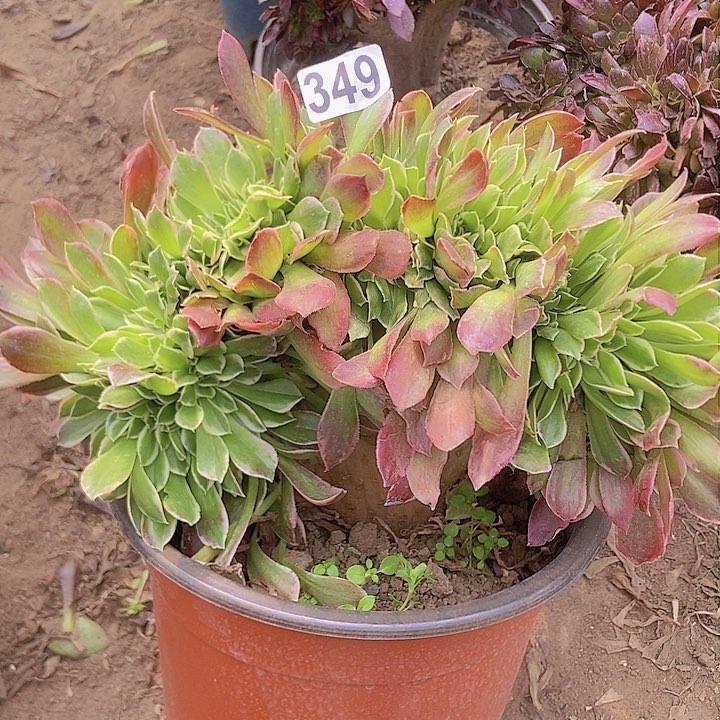 349白凤缀整板子法师