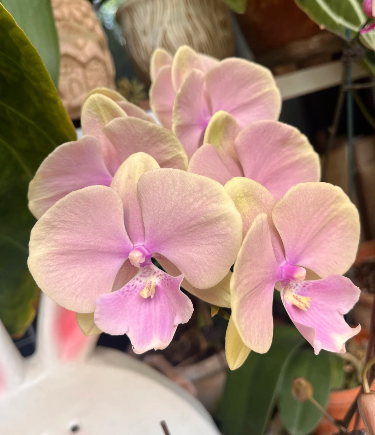 【芳美传奇】出花剑苗 蝴蝶兰 3.5寸杯