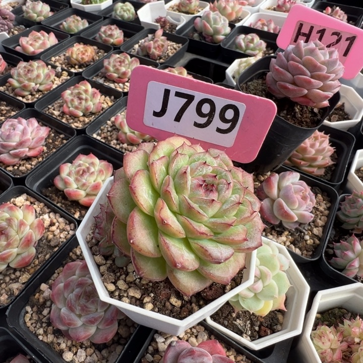 @***妞玉菩提6cm多肉植物