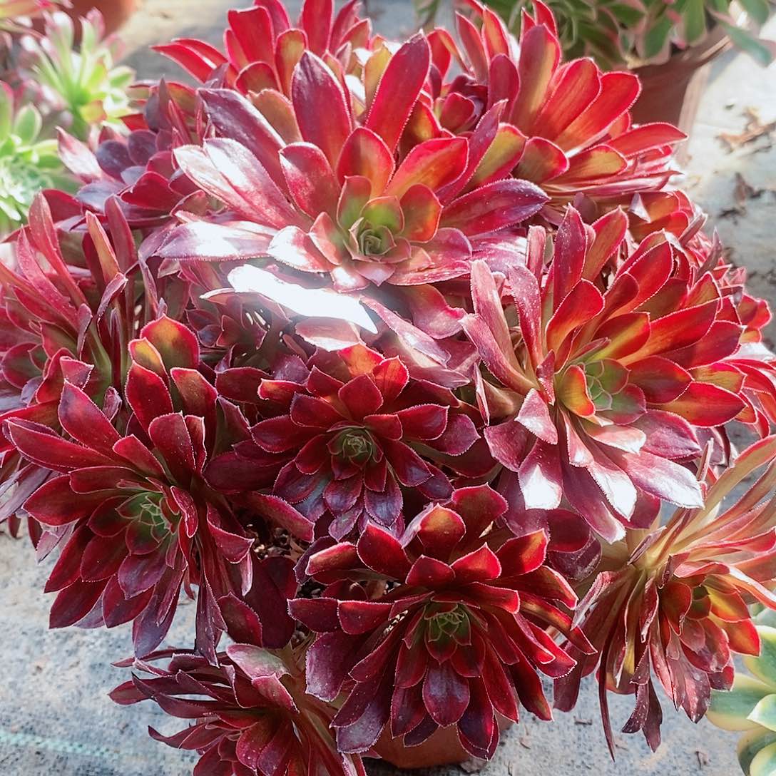 糖果安娜483多肉植物1111