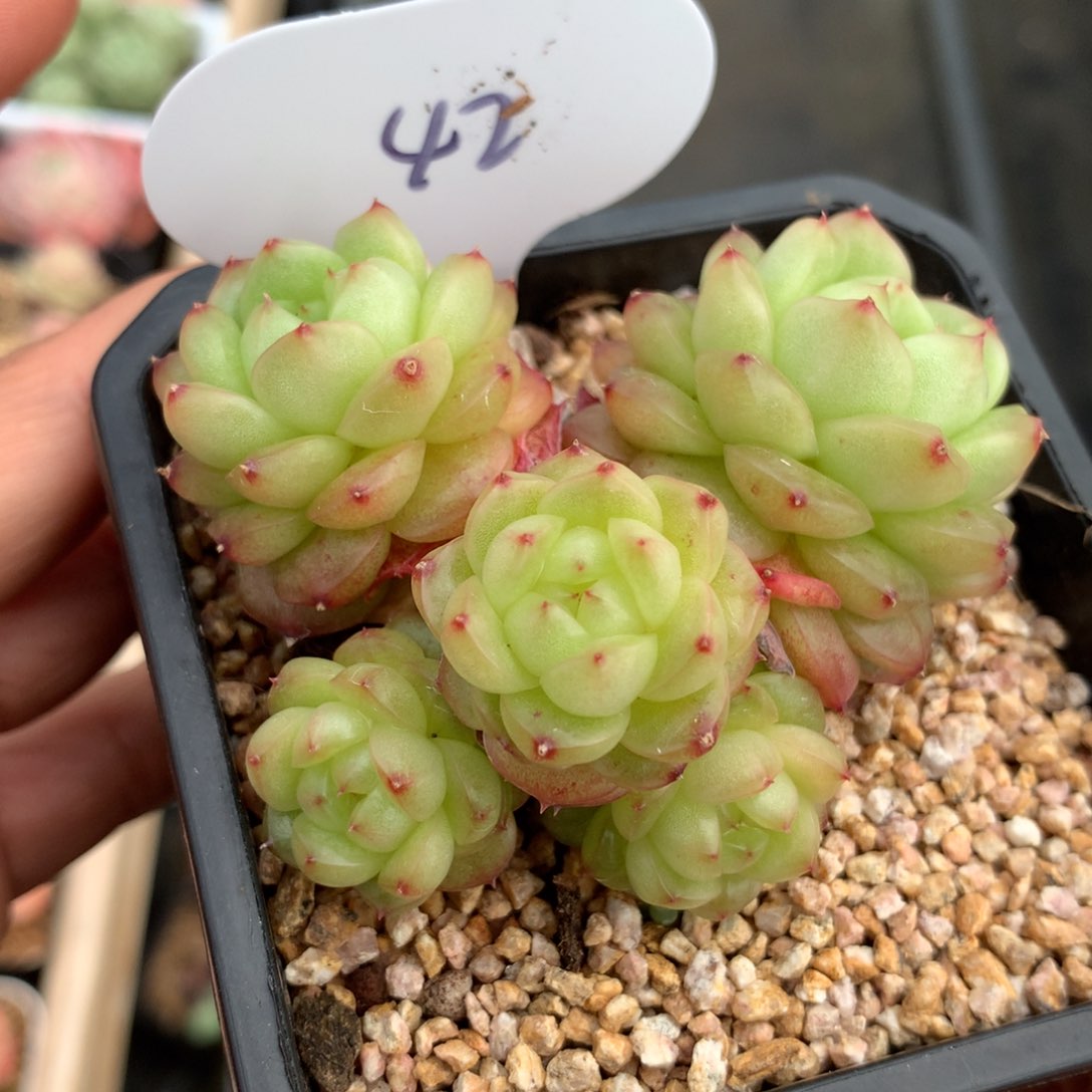 灯泡珍妮5头群42