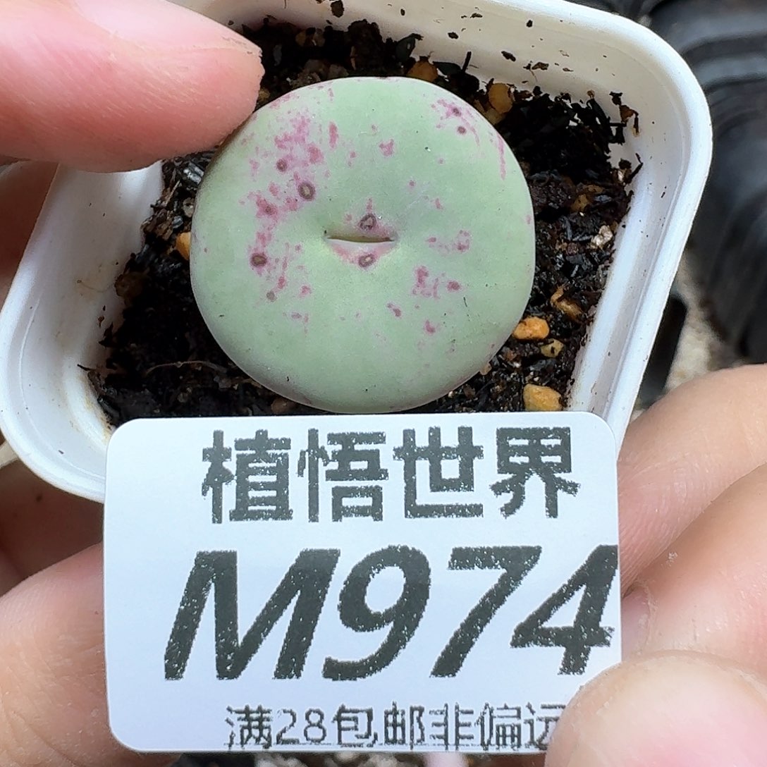 多肉植物的润泽鹅vv