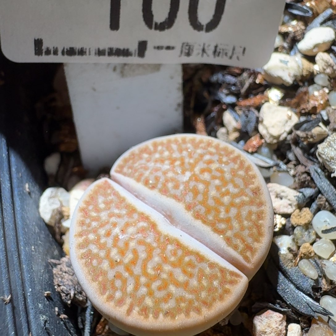 Sss清仓价可便宜了100