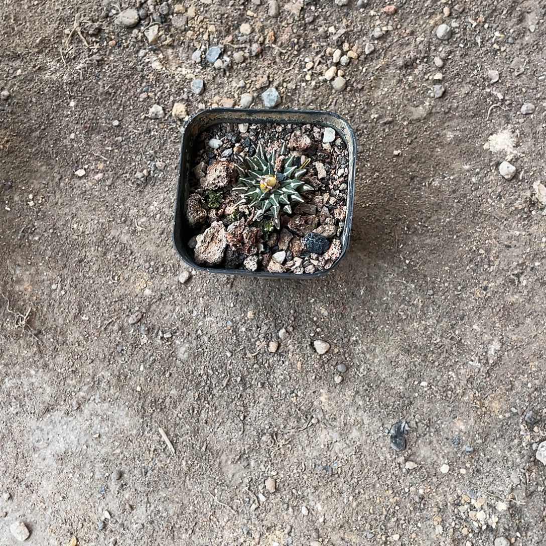 以实际为准姬牡丹一物一拍