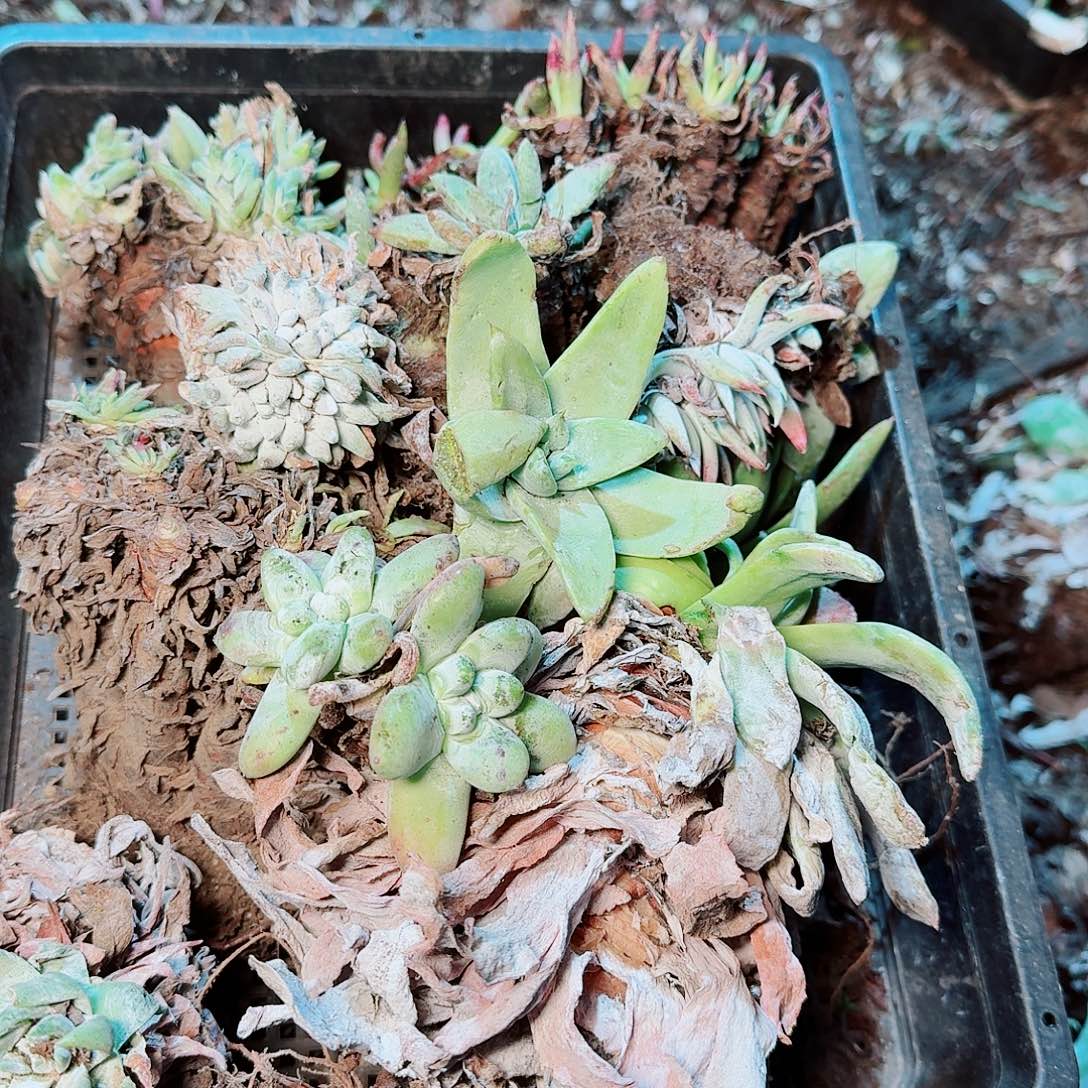 9481瑕疵框拍不售后