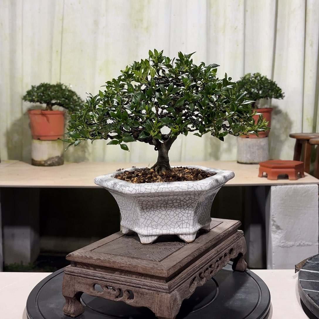 大量花朵（建议范围：8朵-15朵 或40%以上）