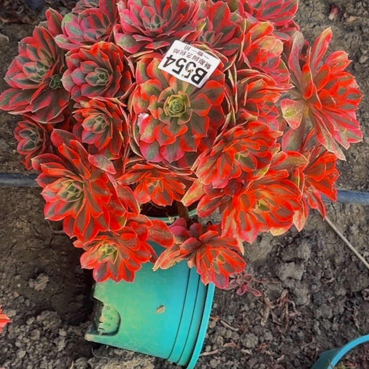 女妖花30-46包邮花花