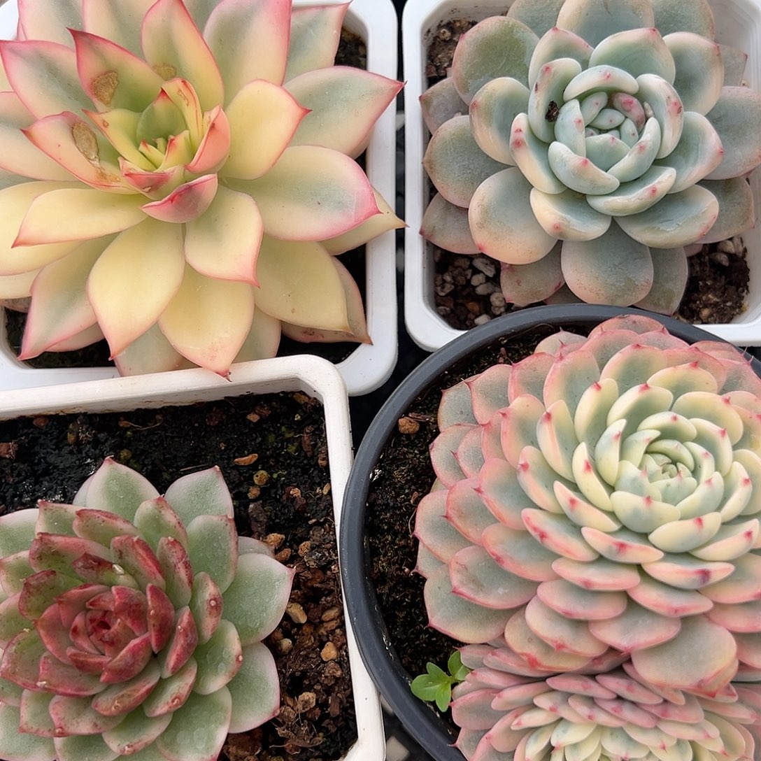 新手养肉福利套餐